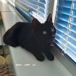 Кітті(Черрі) чорна киця