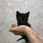 Фінік маленький котик