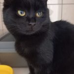 Єва чорна кішечка