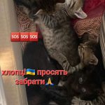Мама-кішка з 3ма малючками і 8 кошенят (доля мами-кішки невідома😭)