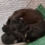 Усиновити 2 мами-киці Марго і Ріта з кошенятами
