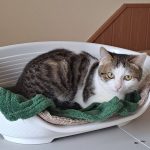 Усиновити котика Лео