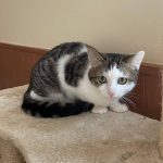 Усиновити котика Лео