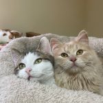 Усиновити котика Лео