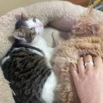 Усиновити котика Лео
