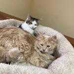 Усиновити котика Лео