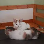 Котик Манго