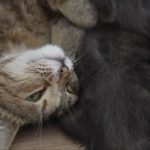 Цукерочка і мама Марися