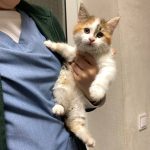 Кішечка Астра