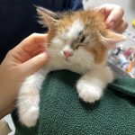 Кішечка Астра