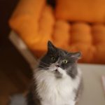 Усиновити котика Нік