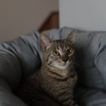 Прихистити додому кицю Цукіні