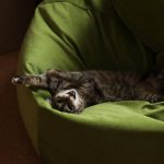 Прихистити додому кицю Цукіні