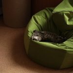 Прихистити додому кицю Цукіні