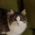 Кішечка Василинка