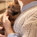 Кішечка Ліса