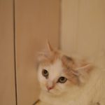 Кішечка Моші-Моші