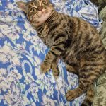 кішечка Мася