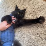 кішечка Малинка